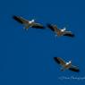 White Pelican-Flight
