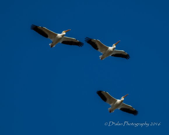 White Pelican-Flight