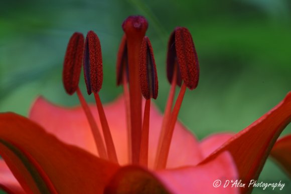 20110629 Lily0001