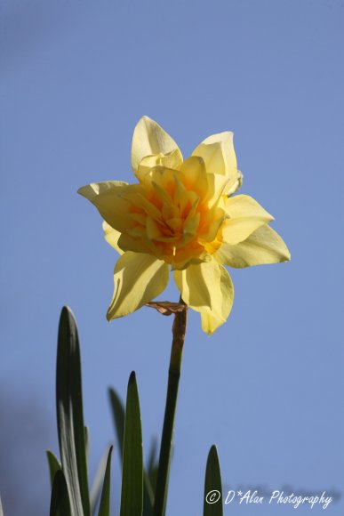 Wild Daffodil-464488477