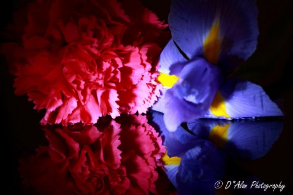 Iris and Carnation